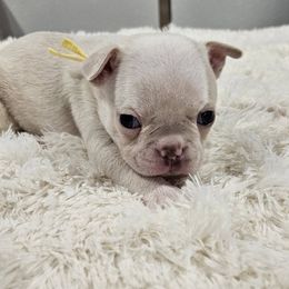 Yellow Collar Girl - Seal and white female Boston Terrier puppy in Long Lane, Missouri from Tellier's AKC Boston Terriers Missouri