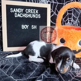 Tairn - Piebald male Dachshund puppy in Rosanky, Texas from Sandy Creek Miniature Dachshunds