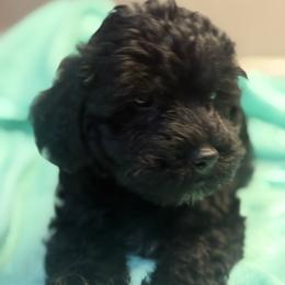 Black - Black male Yorkipoo puppy in Florence, Kentucky from 4paws4ever by Design