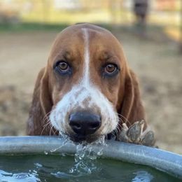Jack - Basset Hound