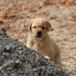 Labrador Retriever Puppies from Trapper Creek Labradors