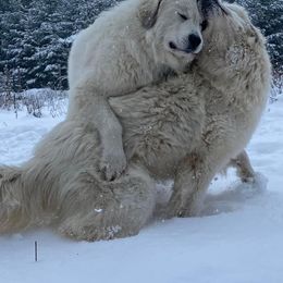 Great Pyrenees from White Wolf Ranch