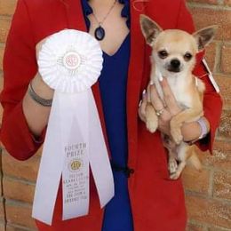 Chihuahua Puppies from Country Charm Chihuahuas