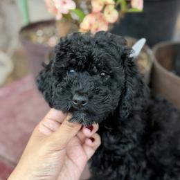 Girl 2 - Black & white female Maltipoo puppy in San Diego, California from Maltipoos SD