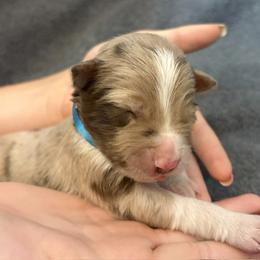 Girl 4 - Red merle female Border Collie puppy in Shawnee, Oklahoma from Cross K Working Collies - Pure Bred Border Collies