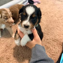 Uzi boy - Black & white male Australian Shepherd puppy in Patriot, Ohio from Caseypups