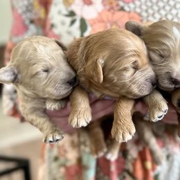 Goldendoodles from Circle City Pups