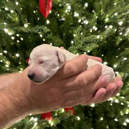 Poodle Puppies from Aura & Luxe Poodles