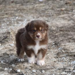 Louvre - Red tri-color male Australian Shepherd puppy in Kirksville, Missouri from BellSharps Australian Shepherds