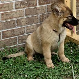 German Shepherd and Miniature American Shepherd Puppies from Bouchard’s Best Shepherds