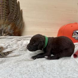 Green - Liver male German Shorthaired Pointer puppy in Roodhouse, Illinois from Hurricane Creek Gun Dogs