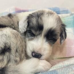 Boy 3 - Aussiedoodle puppy from Love my doodles/ Aussiedoodle love