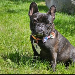 French Bulldogs from Stella's Stars French Bulldogs