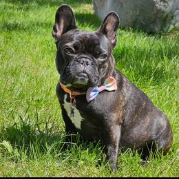 French Bulldogs from Stella's Stars French Bulldogs