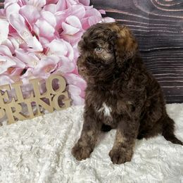 Aussiedoodle Puppies from Soap Creek Kennels