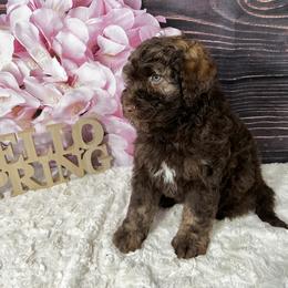 Aussiedoodle Puppies from Soap Creek Kennels