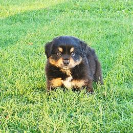 McIntosh - Black tri-color male Australian Shepherd puppy in Owensboro, Kentucky from JnT's Bluegrass Mini Aussies