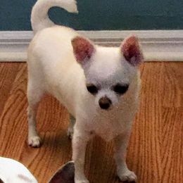 Joy - Chihuahua
