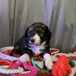 Bernese Mountain Dog puppies from Rocky Top Acres