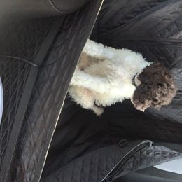 Goldendoodle Puppies from First Mountain Doodles