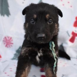 Blue Boy - Black and tan male German Shepherd puppy in Grants Pass, Oregon from Granville German Shepherds