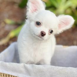 Olaf - Cream and white male Chihuahua puppy in Oviedo, Florida from ROYALCHIHUAHUAPUPPY
