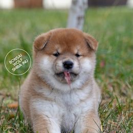 Shiba Inu Puppies from Bonsai Wolf Shiba Inu
