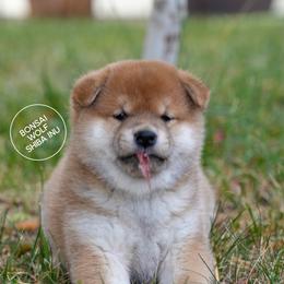 Shiba Inu Puppies from Bonsai Wolf Shiba Inu