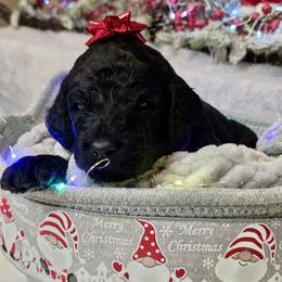 Lambo - Black male Goldendoodle puppy in Sanderson, Florida from Serenity Goldendoodles