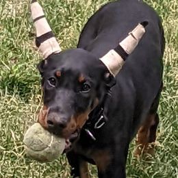 Ms.SkyBlue - Black and rust Doberman Pinscher puppy in New York from Beverwijck Dobermans