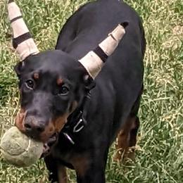 Ms.SkyBlue - Black and rust Doberman Pinscher puppy in New York from Beverwijck Dobermans