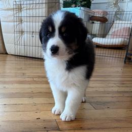 Caspian - Black tri-color male Australian Shepherd puppy in Terryville, Connecticut from Spirited Aussies