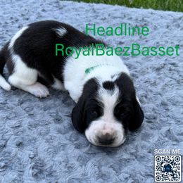 Headline - Black and white male Basset Hound puppy in Sidney, Nebraska from Royal Baez Basset