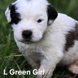 Saint Bernard Puppies from Eagle Mountain Saints