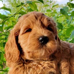 Boy 1 - Cream Goldendoodle puppy in Garden City, Utah from Bear Lake Bearded Retrievers