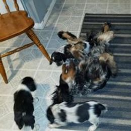 English Springer Spaniel Puppies from Ledge N' Tree English Springer Spaniels