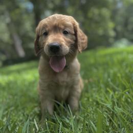 Golden Retriever Puppies from Magnolia Farm