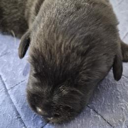 Bruce, blue collar - Black male Labrador Retriever puppy in Greenwich, Ohio from Pure Gem Kennel