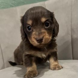Carter - Chocolate and tan male Dachshund puppy in Perkins, Oklahoma from 4B Dachshunds