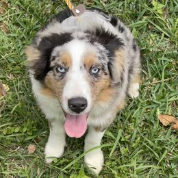 Rudolph - Miniature Australian Shepherd
