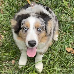 Rudolph - Miniature Australian Shepherd