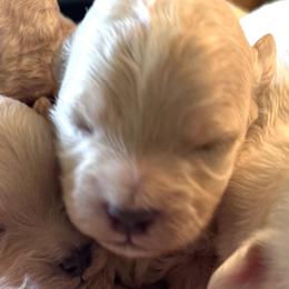 Check - Apricot male Maltipoo puppy in Wendell, North Carolina from Teddys Teddy Bears