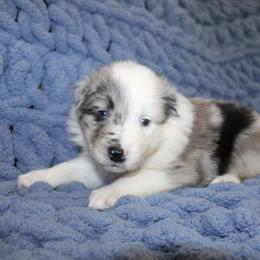 Australian Shepherd Puppies from Crofford’s Pretty Pups