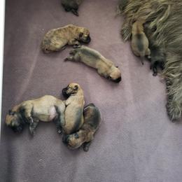 Wheaten - Wheaten female Cairn Terrier puppy in Centerville, Texas from Cedar Forrest Terriers LLC (Cairns & Australian Terriers)