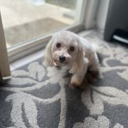Mae - Morkie