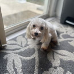 Mae - Morkie