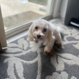 Mae - Morkie