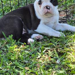 Ready 24 March Dash - Brindle and white male Boston Terrier puppy in Brooksville, Florida from I Love Pups