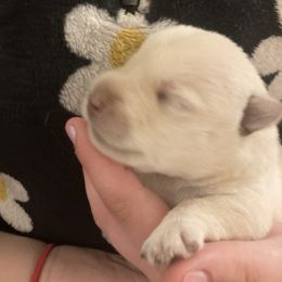 Scottish Terrier puppies from Carnes Croft Scotties