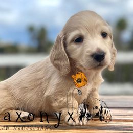 Dachshund Puppies from Taxonyx Cream Dachshunds